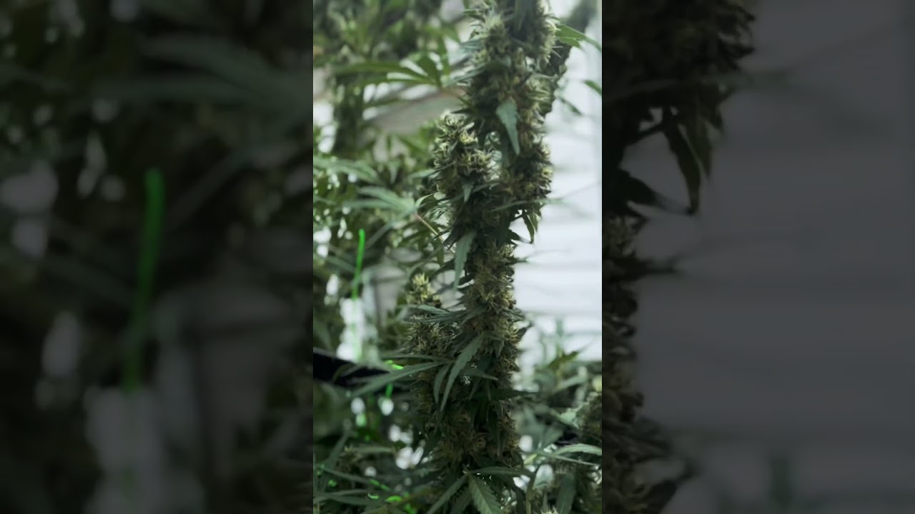 Outdoor Grow updates September 2024 #grow #canabis_sativa #outdoor