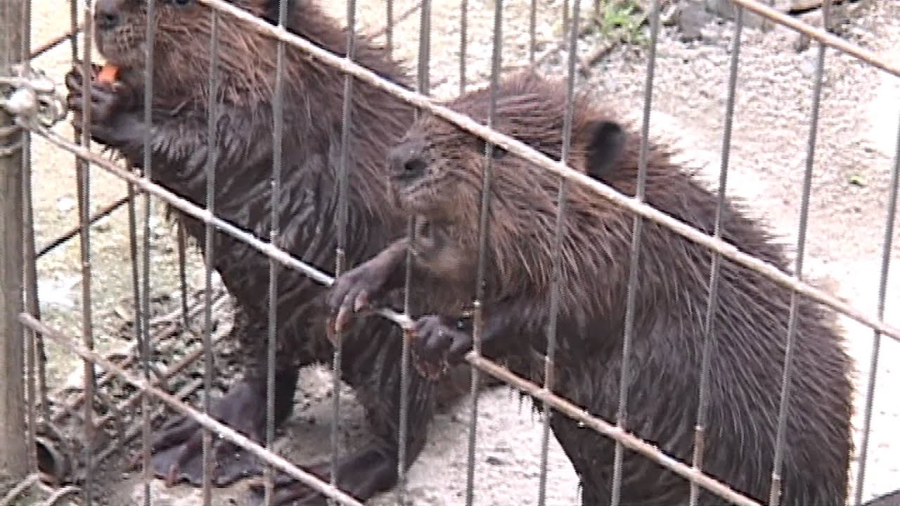 トリアスふれあい動物園のビーバーのお散歩タイム Beaver taking a walk