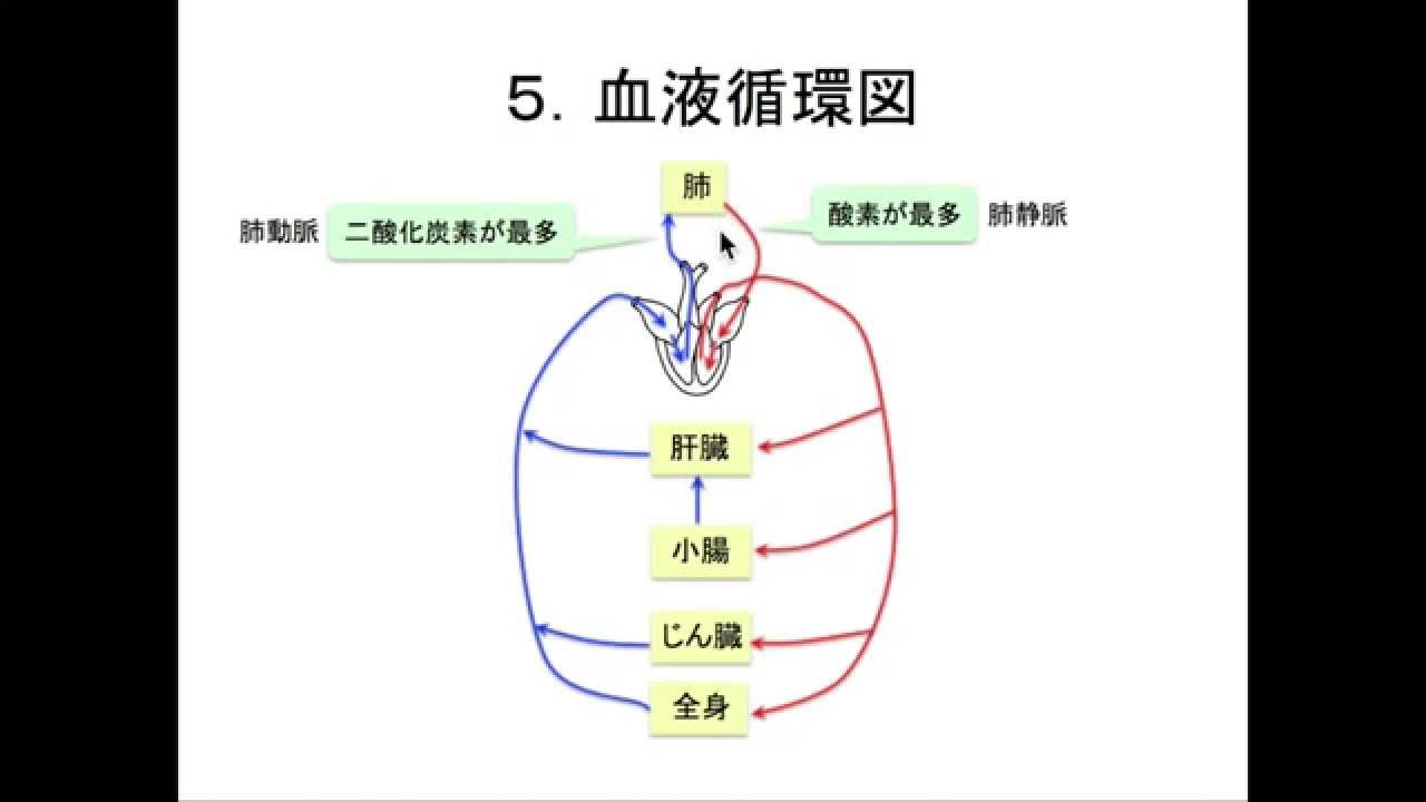 心臓と血液循環。中学受験の心臓と血液循環は、これで完璧！