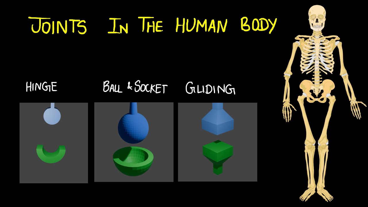 Joints | Muscular and Skeletal System | Middle School | Science | Khan Academy