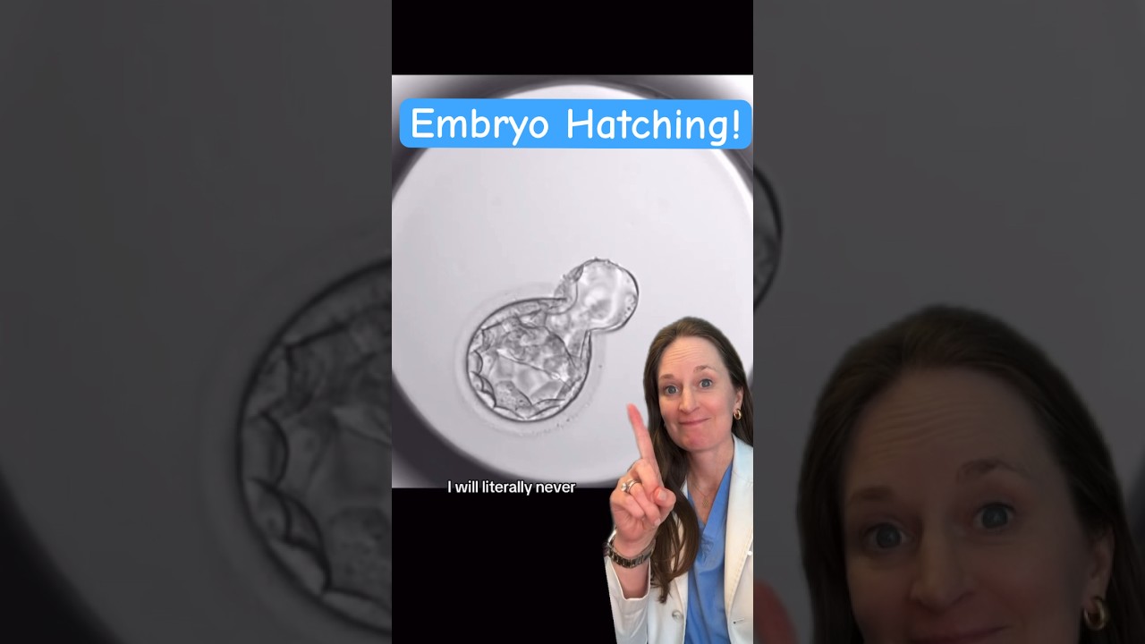 Embryo hatching out of zona pellucida &lsquo;shell&rsquo; 🐣 ready to implant #ivf