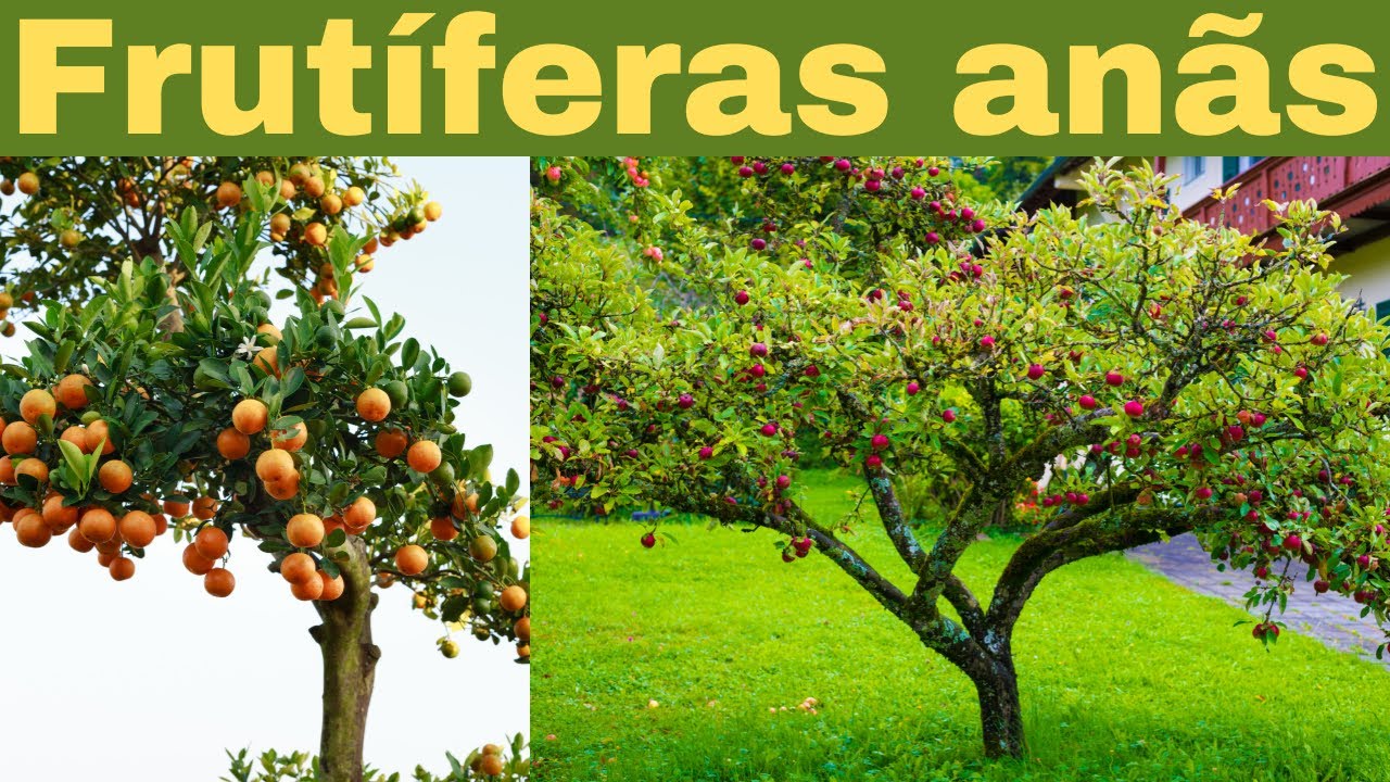 TOP 4 SITES para FRUTÍFERAS ANÃS. Saiba qual variedade e onde comprar.