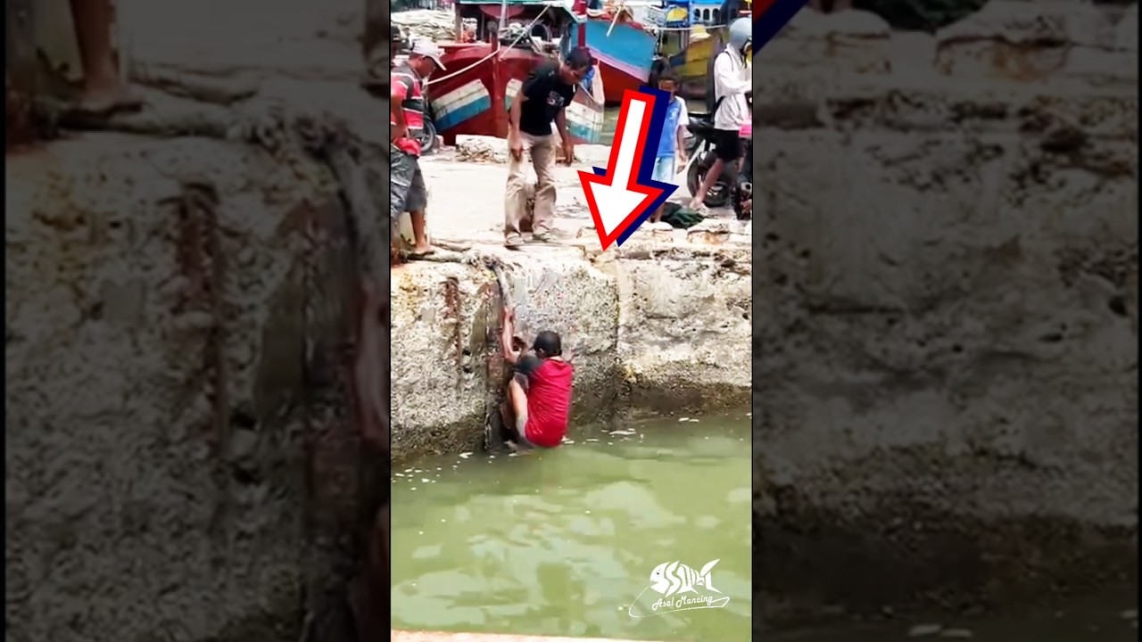 WADUH..!! Ikannya Nyangkut Ditambang Nelayan Mancing Kakap Putih Babon Barramundi di Laut #fising