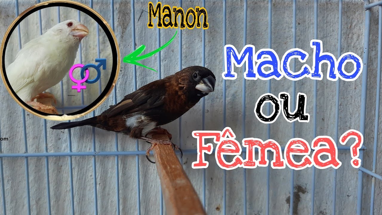 COMO SABER SE O MANON É MACHO OU FÊMEA? IDENTIFICANDO O SEXO DO MANON. MELHOR MANEIRA DE SABER