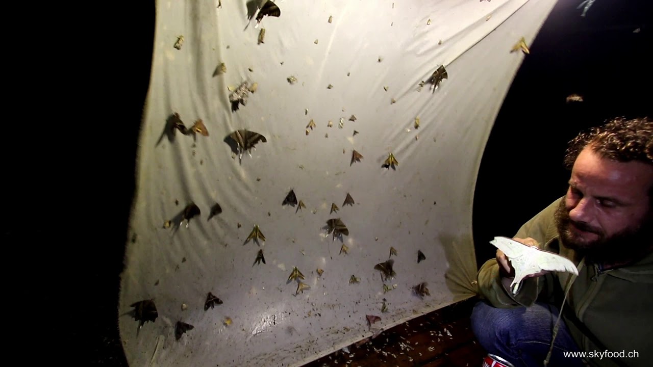 A light trap on mount Mau Son, Vietnam