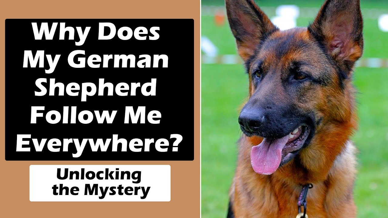 Why Does My German Shepherd Follow Me Everywhere? Unlocking the Mystery