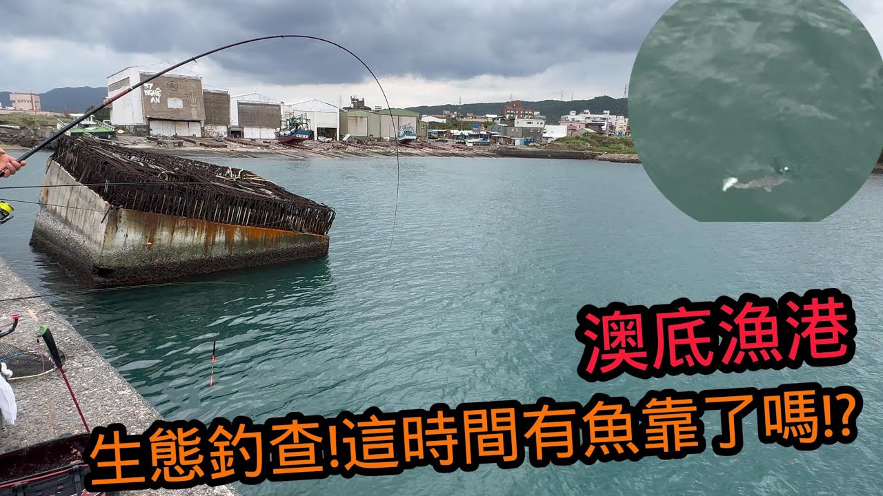 【獵獵釣魚】澳底漁港生態釣查，魚進來了嗎!!?#釣魚#磯釣#長標#阿達利#澳底漁港