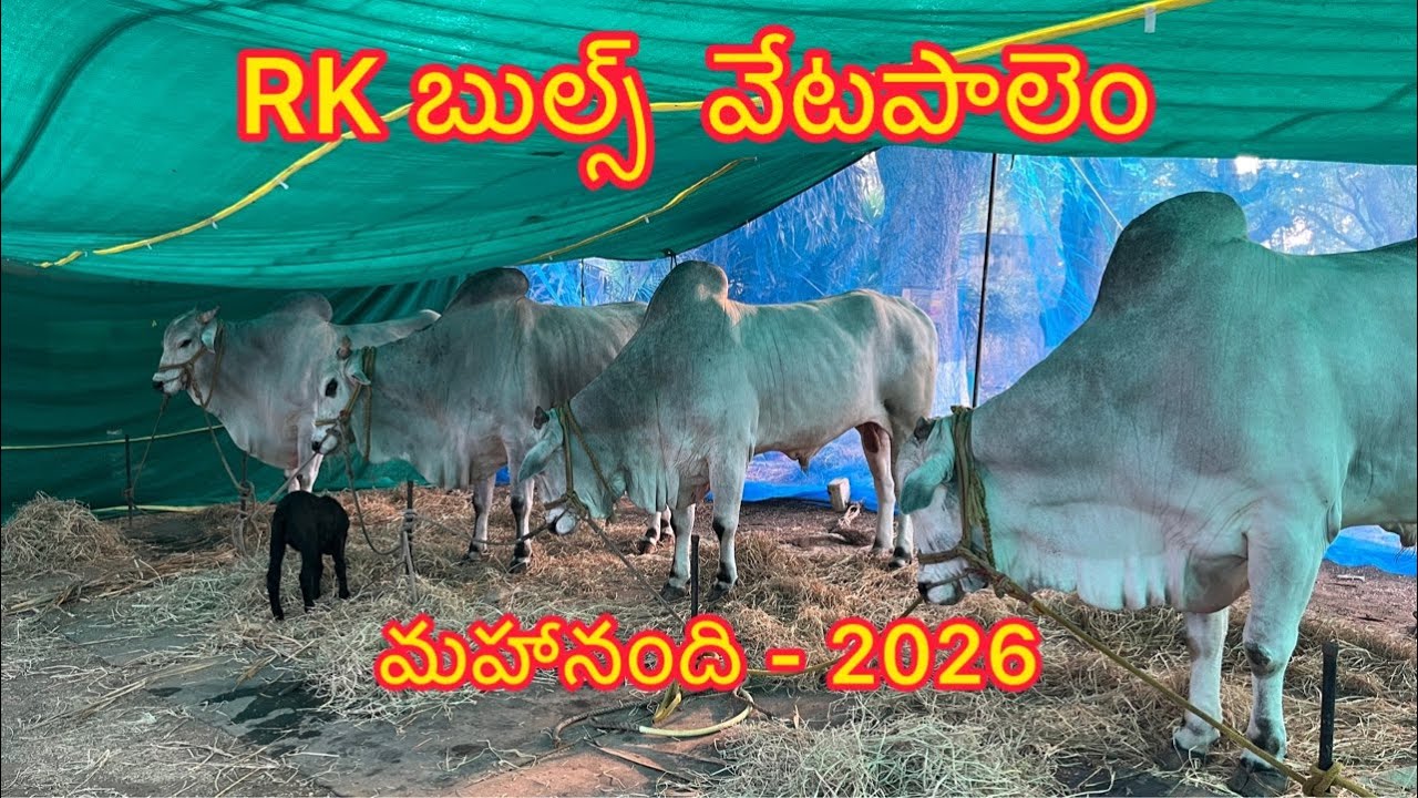RK బుల్స్ వేటపాలెం (నరసింహ - లయన్) మహానంది-2026