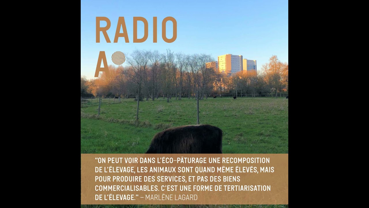 Chèvres, vaches, moutons : les animaux, nouveaux jardiniers des villes ?