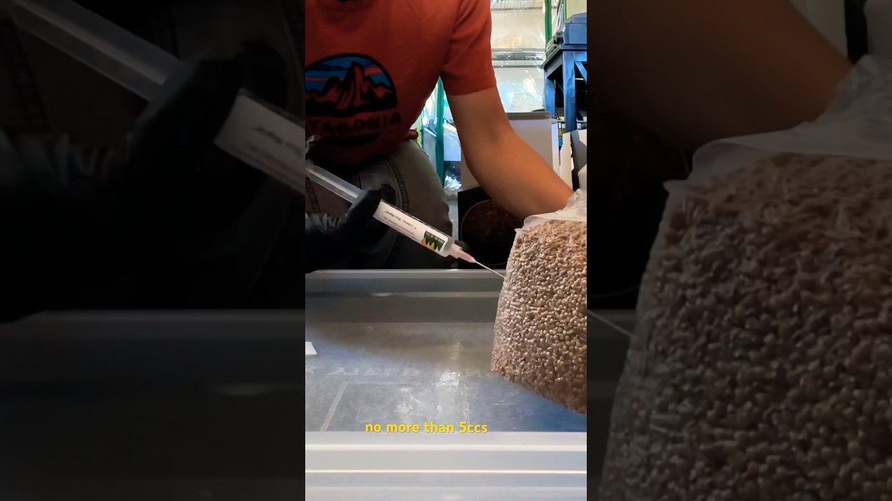 How to inoculate North spore grain bag with mushrooms! #shorts