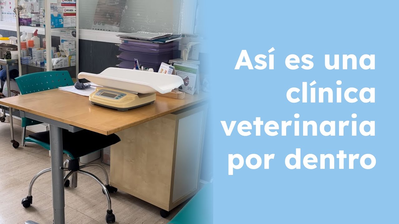 Así es una CLÍNICA VETERINARIA por dentro