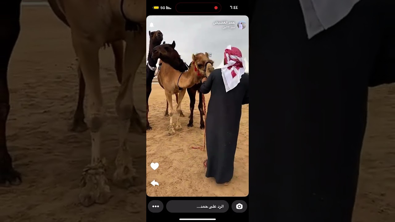 شوط الثلاث المفاريد العزبه - تغطيه حمد الغضيض