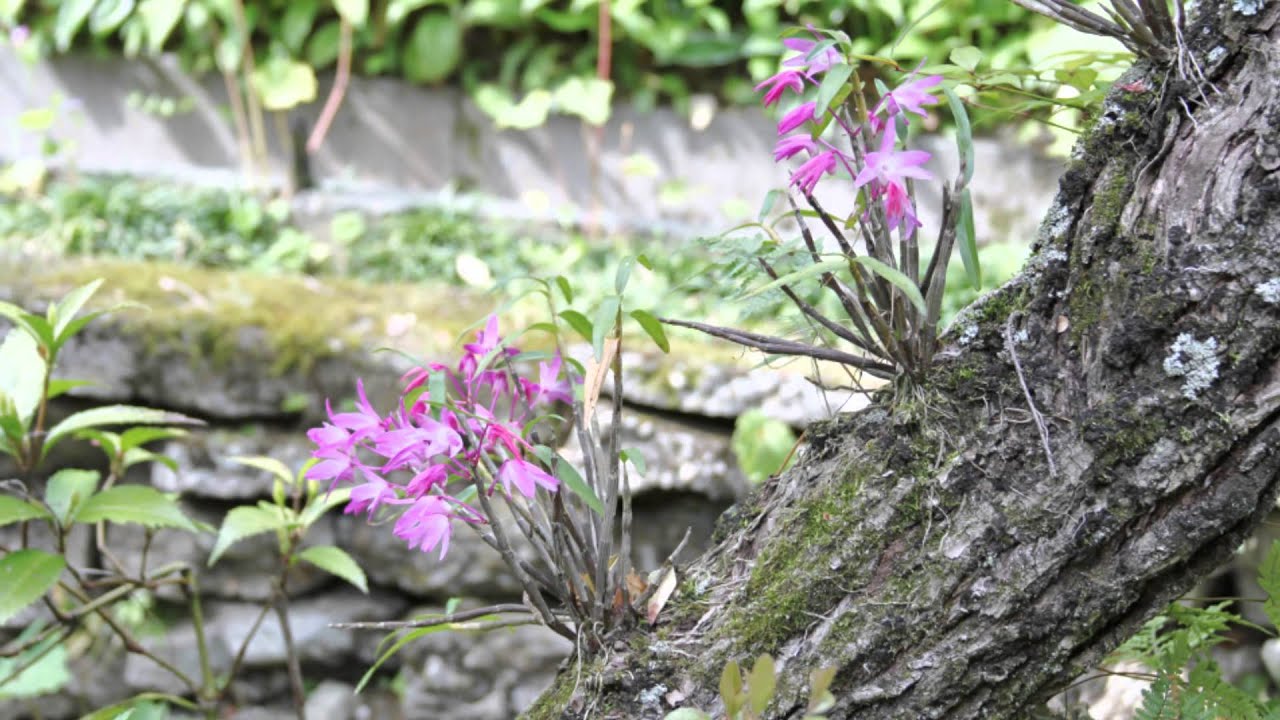 柴田邸のセッコク 2013
