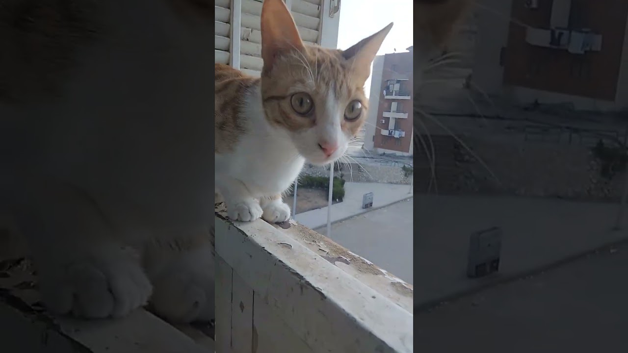 Утренний распорядок дня рыжей кошки: она сидит на подоконнике. #шорты #кошка