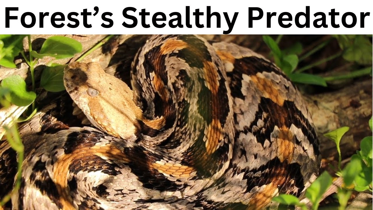 Timber rattlesnake - Crotalus horridus