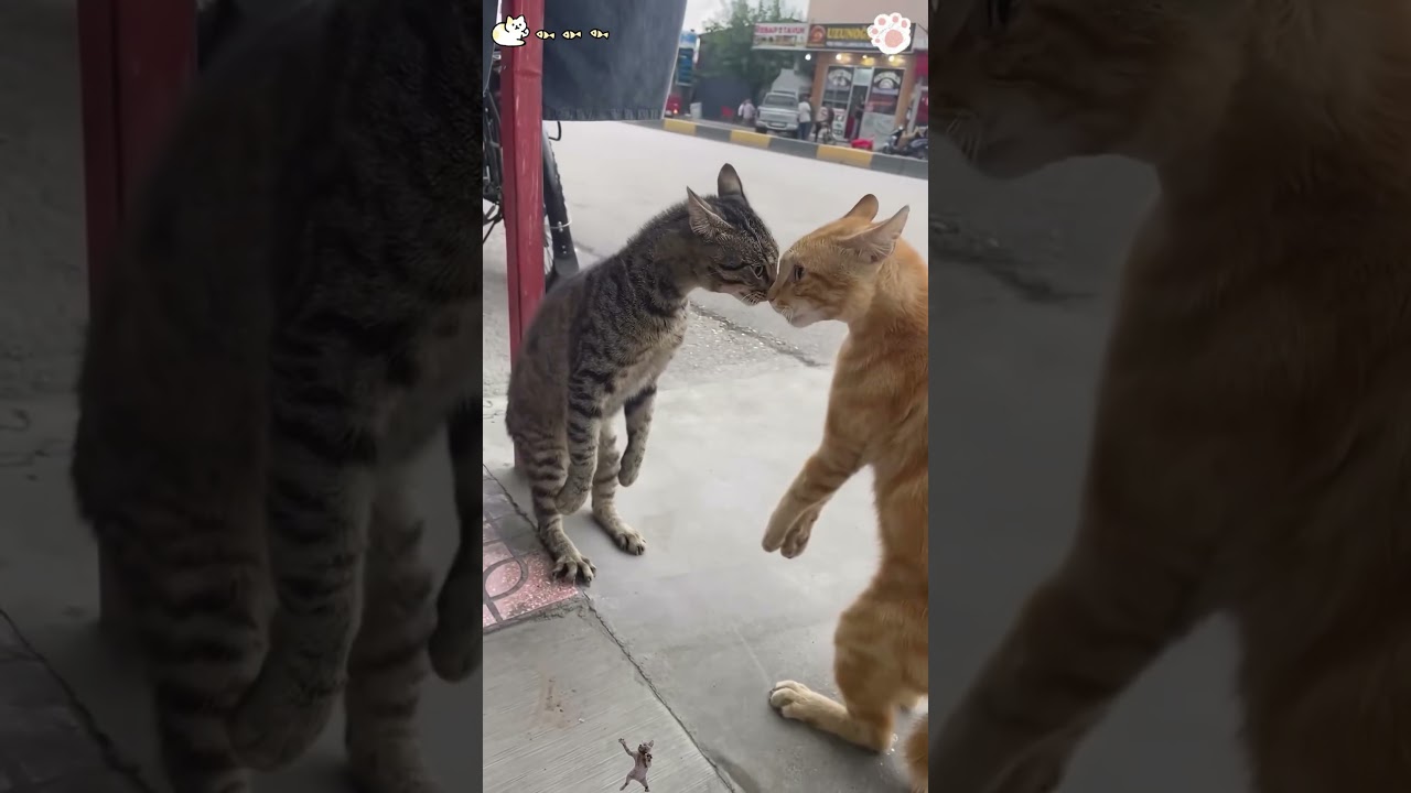 The cat fight ... meowing crazily 😹😹😹#cat #ctas #kitten #fyp #funny