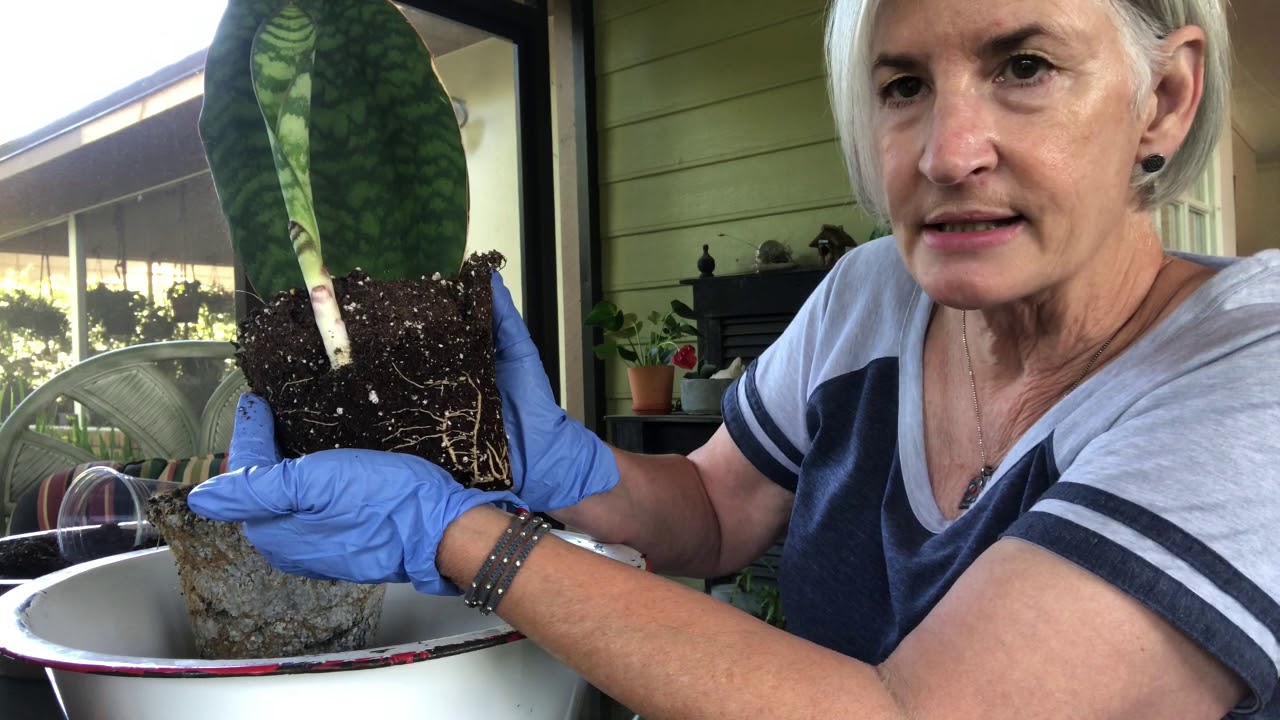 Let’s Propagate Sansevierias!