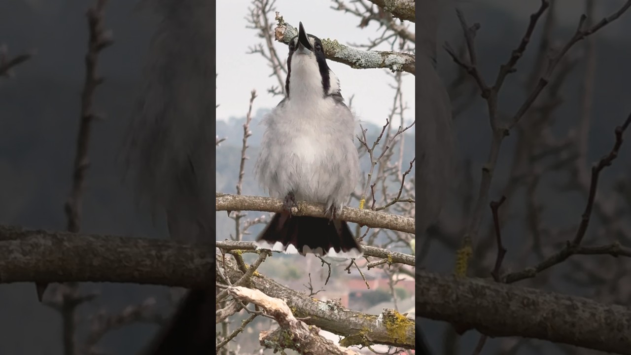 Barry Butcherbird Showing Off! Bird Fluffed up to the Max!