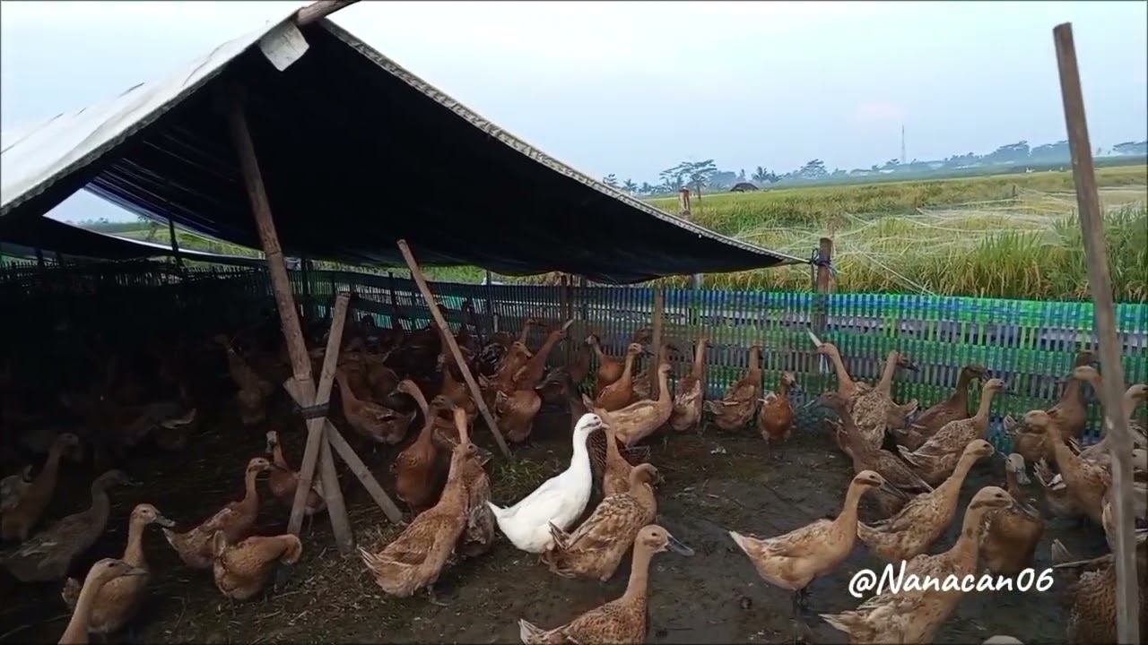 Nana lihat bebek di pinggir sawah