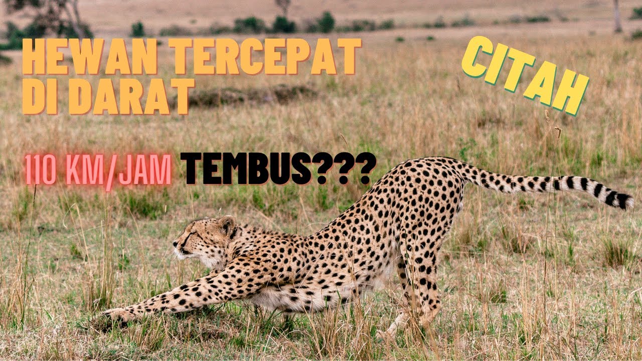 CITAH ! HEWAN DARAT TERCEPAT DI DUNIA - WILDSIDER