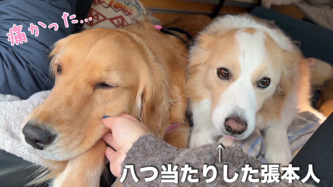 兄犬に八つ当たりされて、パパに言いつけるゴールデンレトリバー...【ボーダーコリー】