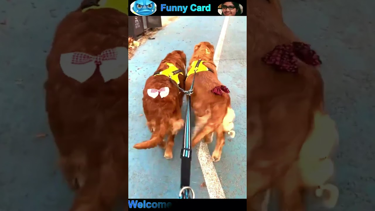 Funny Cat and Dog Videos #cat #dog #shorts #pets #funnycats #funnydogs #cute #cutecat