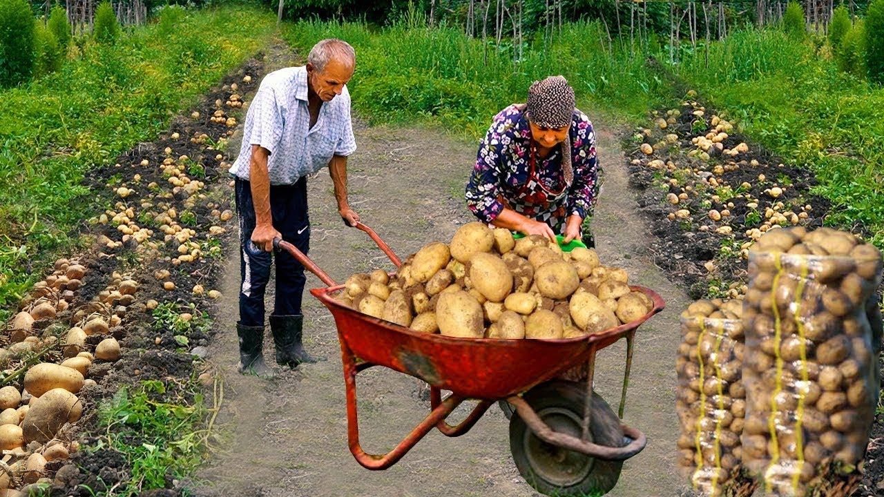 Сбор картофеля в деревне у моей бабушки – 1 час лучших рецептов