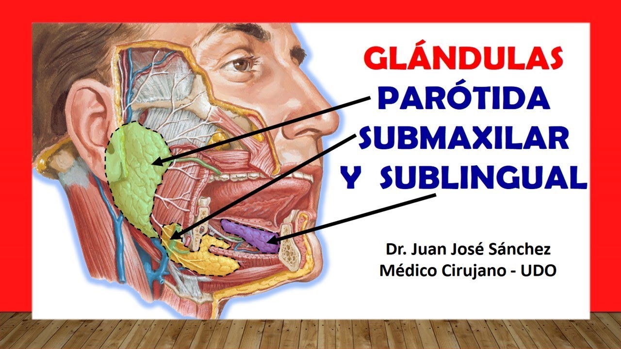 🥇 ANATOM&Iacute;A DE LA GL&Aacute;NDULA PAR&Oacute;TIDA, SUBMAXILAR Y SUBLINGUAL. F&aacute;cil, R&aacute;pido y Sencillo