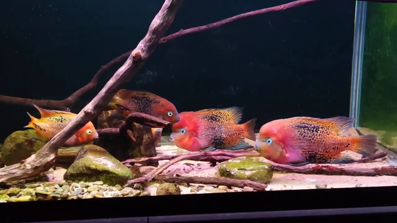 紫紅火口慈鯛魚缸最後巡禮 Vieja synspilum (Vieja melanurus or Redhead Cichlid) tank’s final tour
