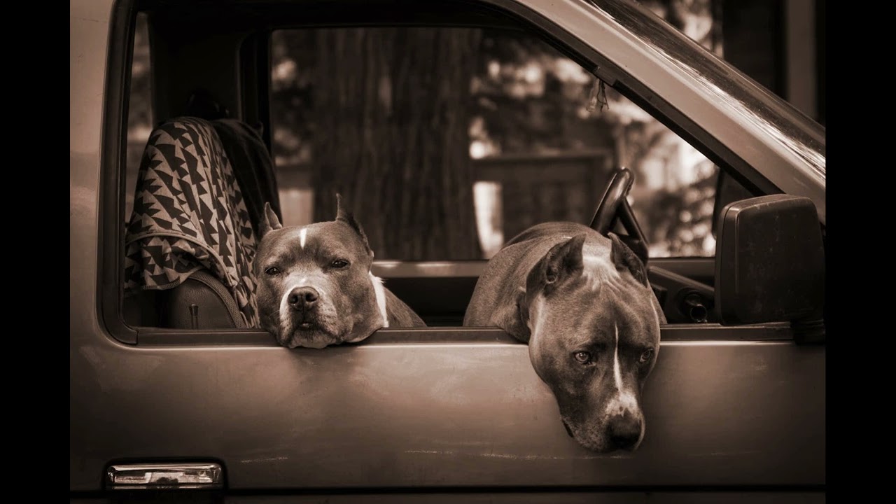 Bushido x 18 Karat x Lacazette x Azad x Sadiq Type Beat - Chivatos (prod.  MJS)