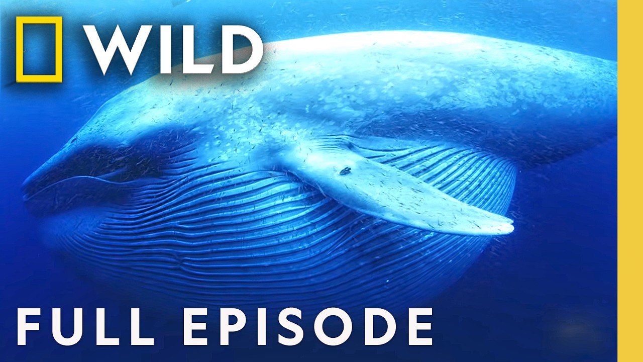 Whales: Giants of the Deep Blue Oceans (Full Episode) | Documentary Special | Nat Geo Animals