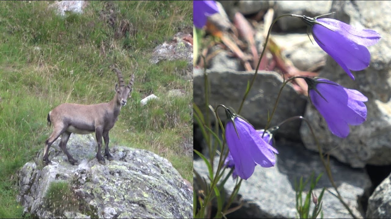 Naturraum Schweizer Alpen (Wallis)