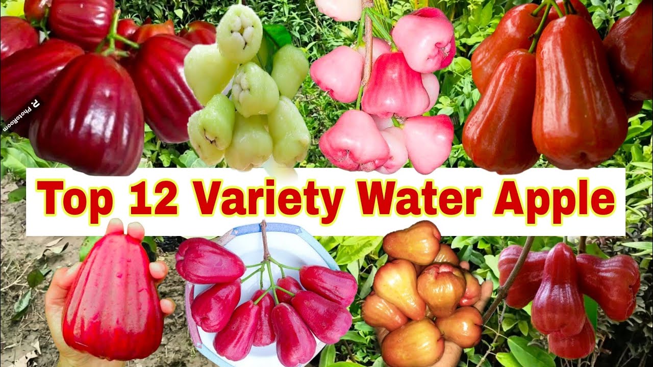 Best 12 Water Apple variety/जामरुल की शीर्ष 12 किस्म/All India Delivery || Moon Nursery- 9339721064