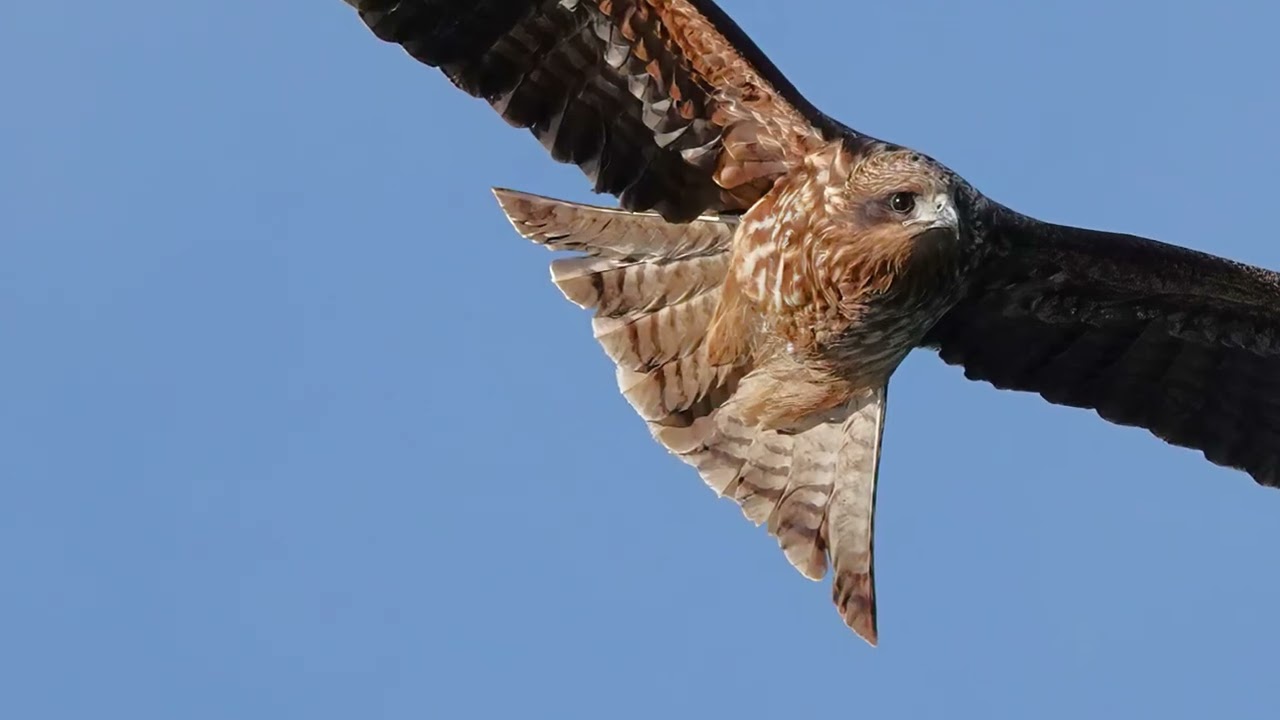Black Kites of Japan filmed with Sony RX10IV