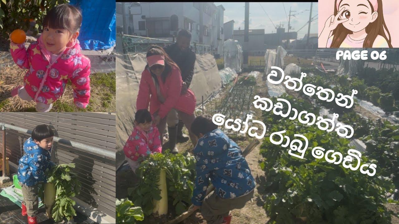 වත්තෙන් කඩාගත්ත යෝධ රාබු ගෙඩිය 🇯🇵 😱🫜 I SINHALA VLOG