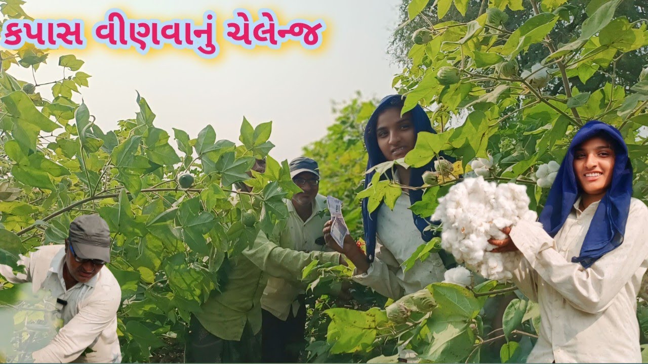 kapas  વિણવાનું ચેલેન્જ || Anil life style03 #vlog #gujrativillagelife #familyvlog
