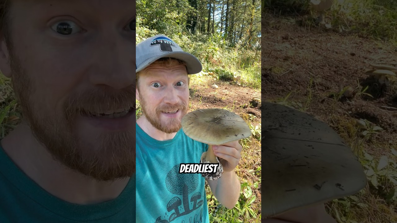 Deadliest Mushroom In The World: Deathcap (Amanita phalloides) Explained By A Scientist