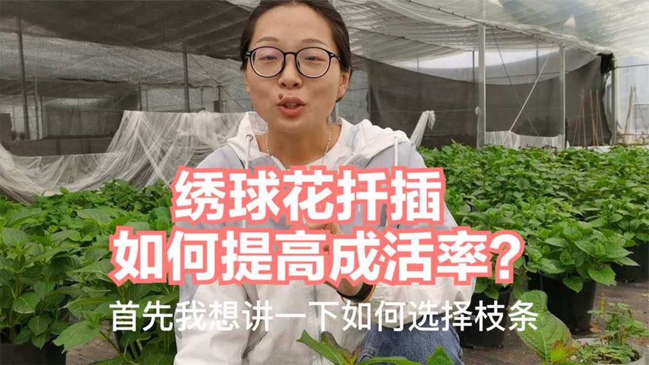 绣球扦插怎么做？如何提高成活率？这几点做到位，两星期就长根。