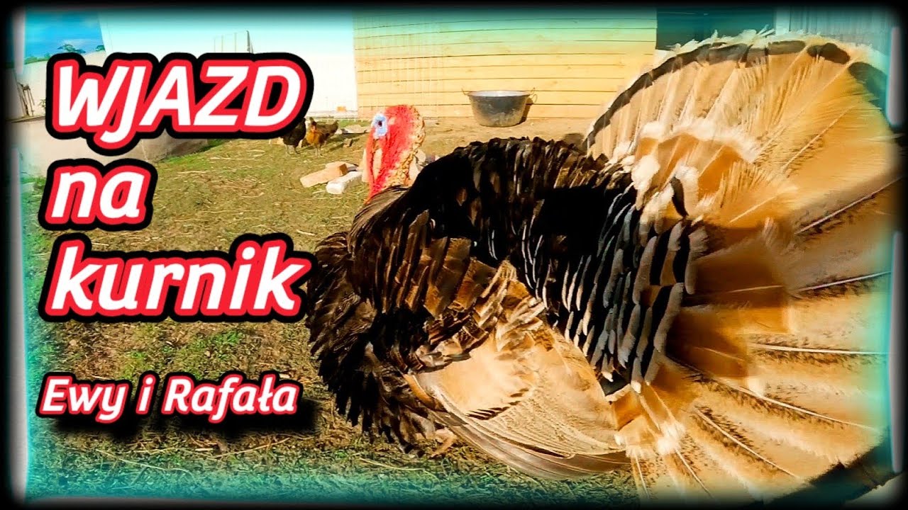 #chicken 🦃🐓🦆Zwiedzamy kurniki Ewy i Rafała