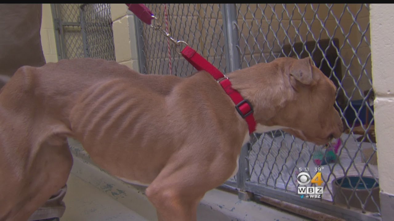 Man Faces Animal Cruelty Charges For Neglecting Emaciated Dogs