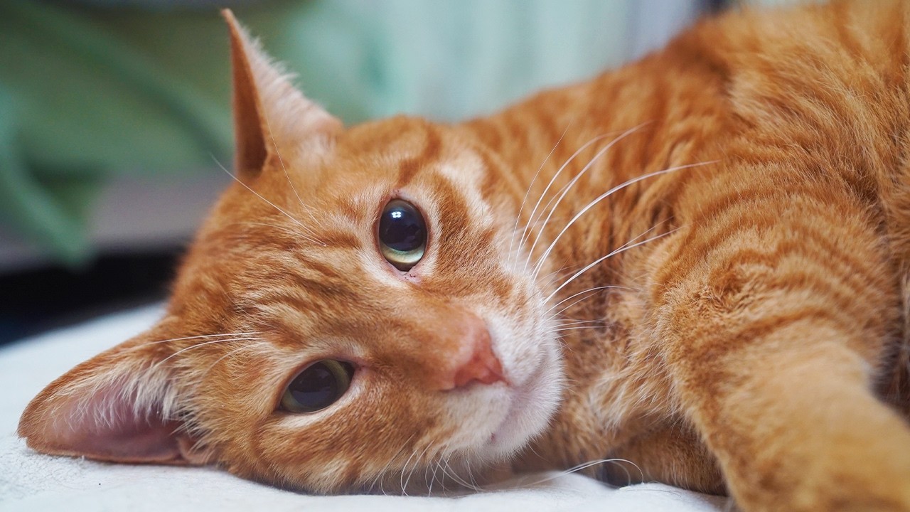 永遠のベテラン子猫、13年間の愛を込めて　With love from my third-cat 
