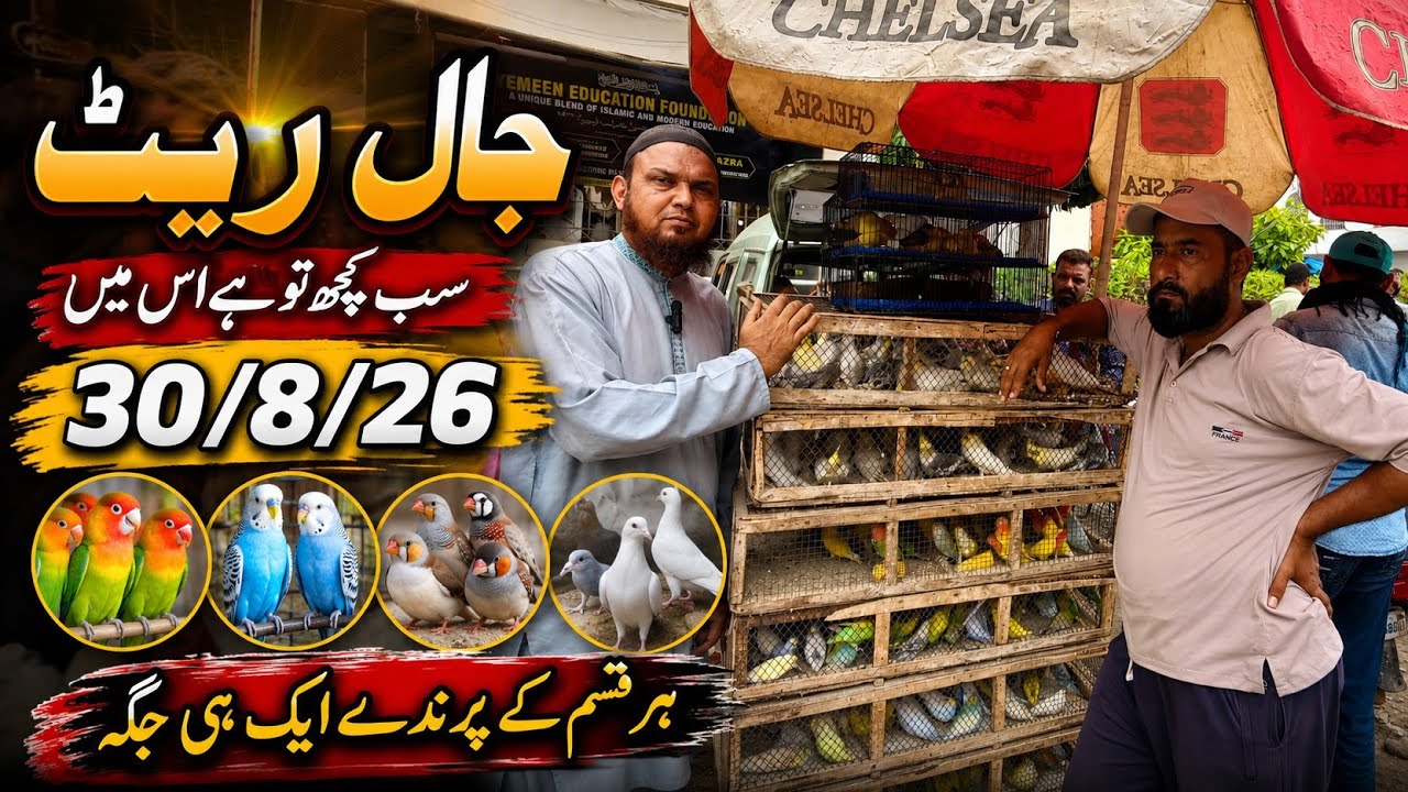 lalukhet sunday birds market 30/8/26| birds rate list 2026|Birds market 2026|zunair birds  platform 