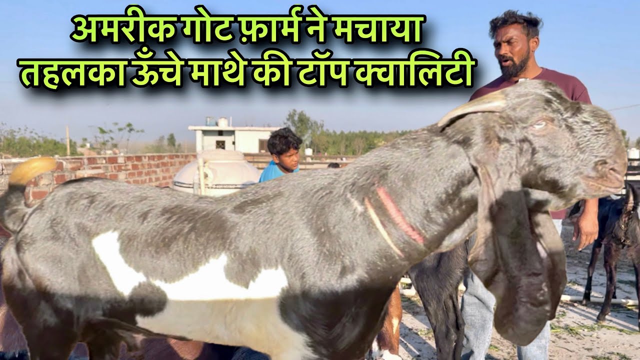 अमरीक गोट फ़ार्म ने मचाया तहलका ऊँचे माथे की टॉप क्वालिटी @farmingbaba top quality beetal goatsaste 