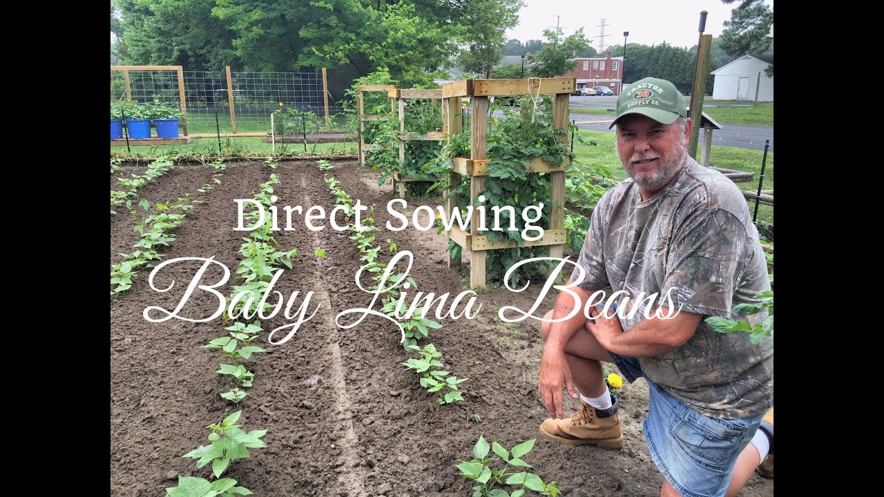 How To Grow Beans (ADVANCED) Complete Growing Guide -   Baby Lima Beans
