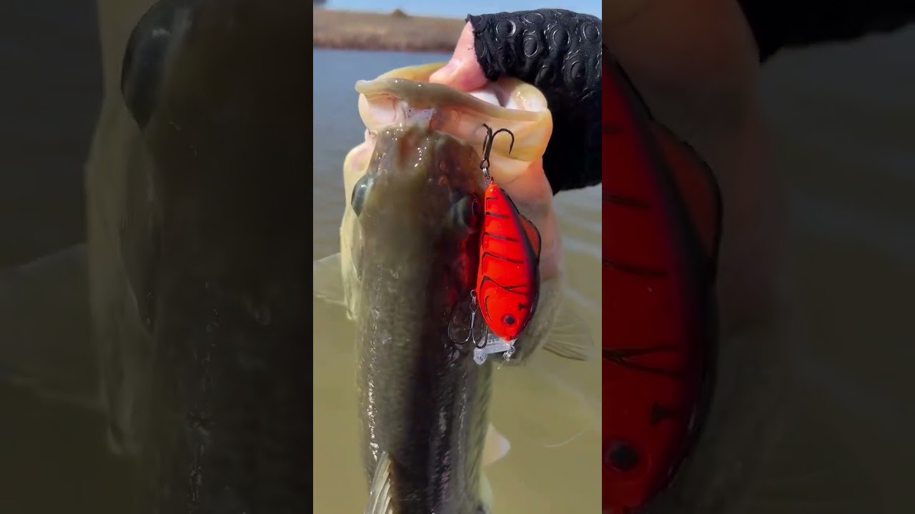 Curricanes rojos para primera y verano no fallan. #fishing #pesca #strikeking