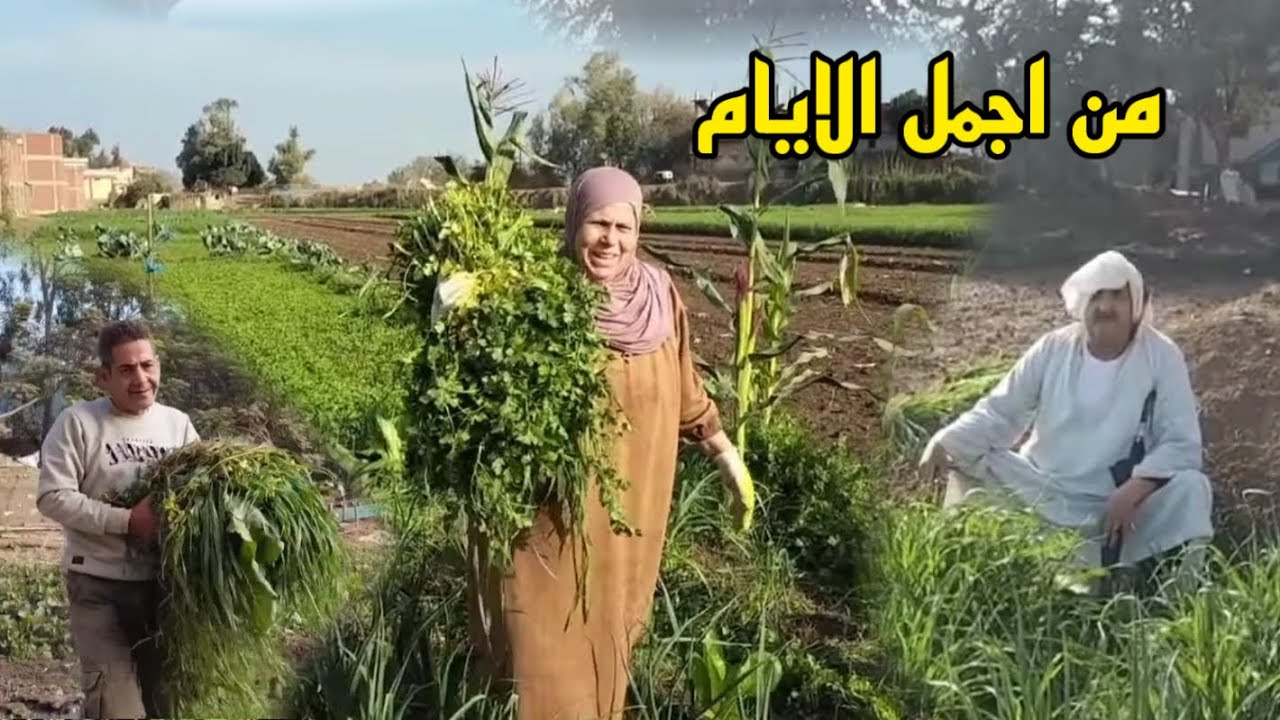 واخيرا عرفنا مين اللي قطعها قبل ما امشي قلت لازم اساعدها اشغال شاقه اول مره اعملها بس تجربه …..؟