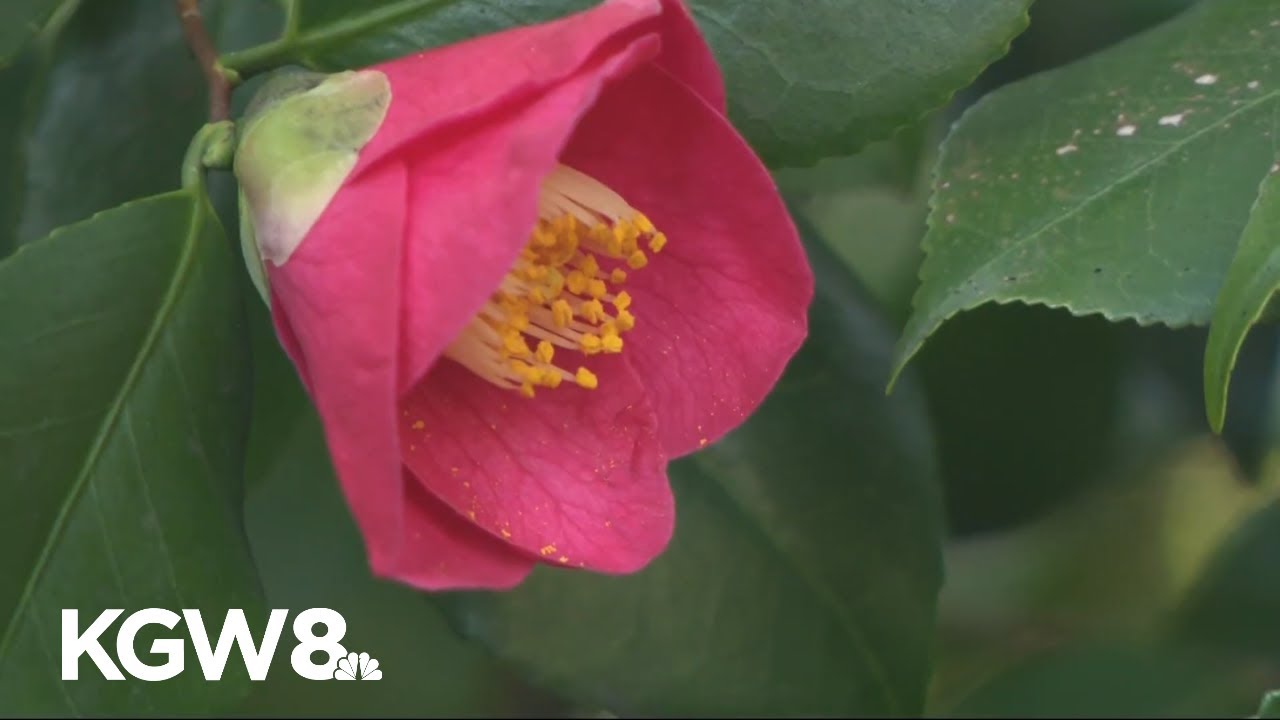 $250,000 raised to keep Southeast Portland's Leach Botanical Garden open