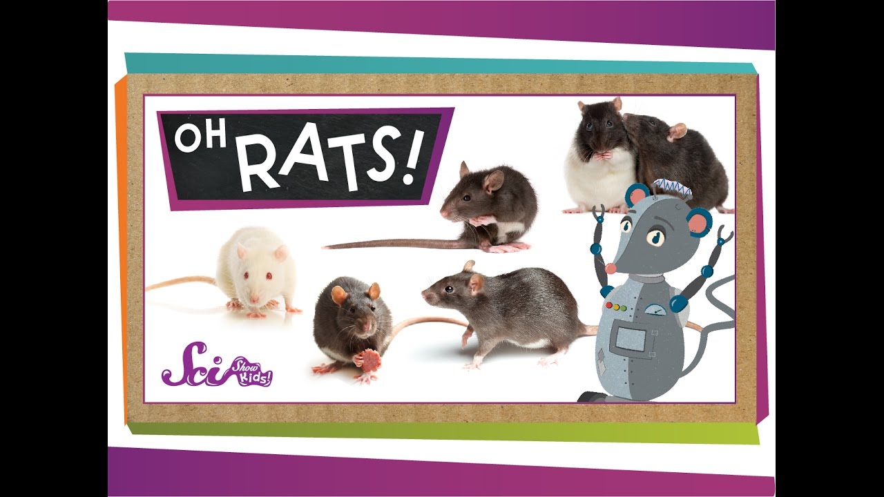 Oh Rats!