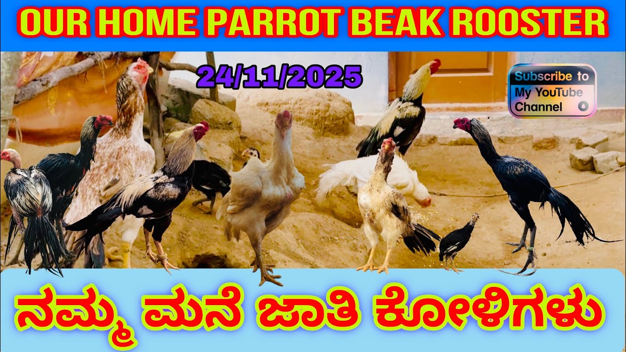 ನಮ್ಮ ಮನೆ ಜಾತಿ ಕೋಳಿಗಳು /𝗢𝗨𝗥 𝗛𝗢𝗠𝗘 𝗣𝗔𝗥𝗥𝗢𝗥𝗧 𝗕𝗘𝗔𝗞 𝗥𝗢𝗢𝗦𝗧𝗘𝗥𝗦/𝗕𝗔𝗡𝗚𝗔𝗟𝗢𝗥𝗘/👌❤️#youtube #shorts #aseelmurga 