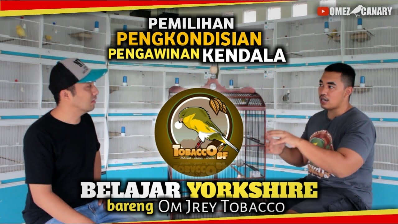 4 Tahap memulai ternak dan merawat Kenari yorkshire | mencetak kenari postur di Tobacco BF